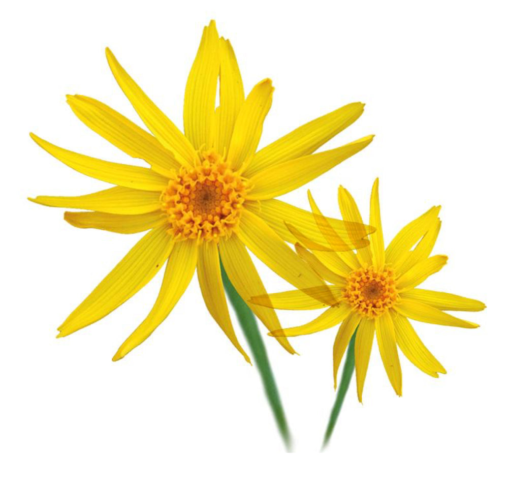 ARNICA